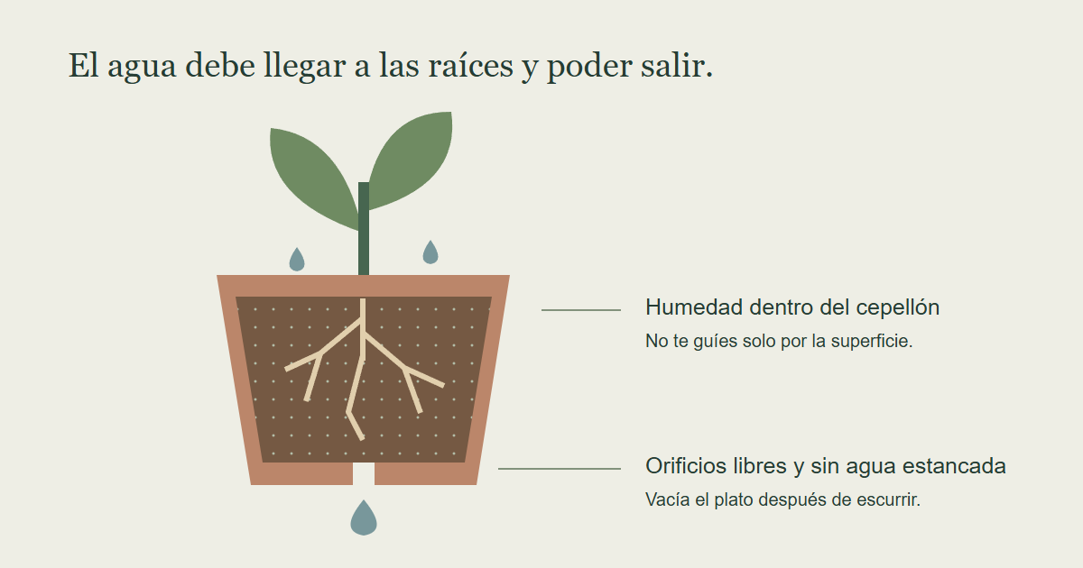 Diagrama de un cepellón y la salida de agua de una maceta